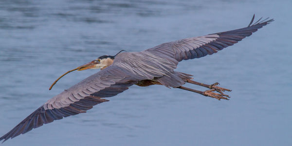 Great Blue Heron bringing a stick to its nest...