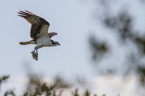 Another view of the same Osprey...