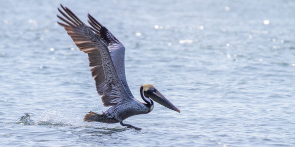 Brown Pelican Taking Off...