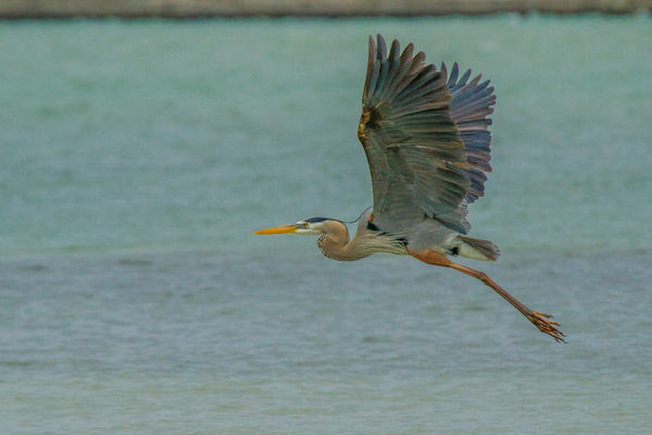 Another Great Blue Heron...