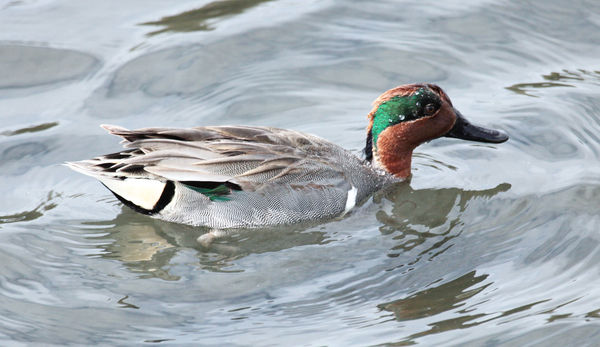 Green Winged Teal...