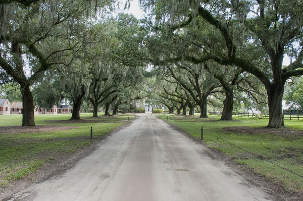 Avenue of oaks, boone hall plantation...