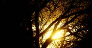 The Early Morning Sun Peeking Through the Tree's  ...