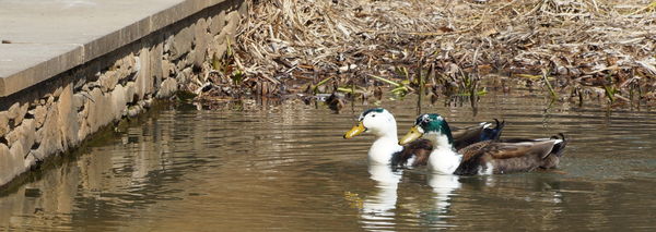 Ducks in the Pond!...