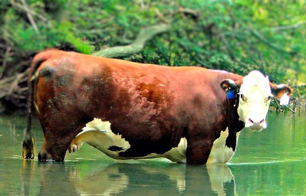 a wild "river-cow"...