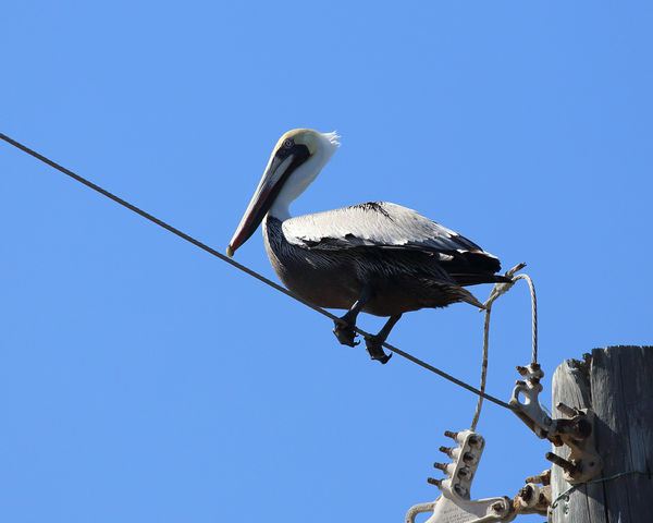 Brown Pelican on wire. (unusual)...