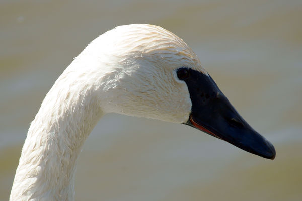 Young Trumpeter swan, probably second year....