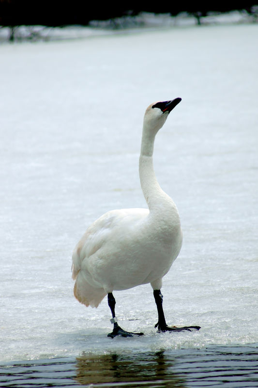 Another Trumpeter swan. The marsh is a center to r...