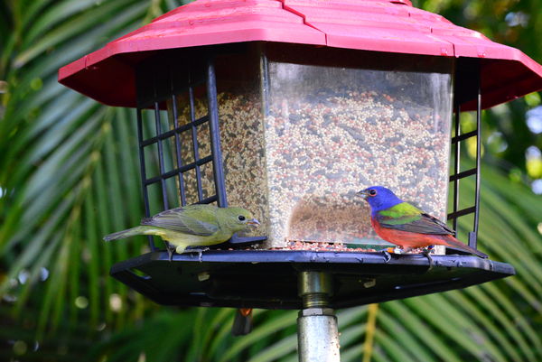 male and female painted buntings...