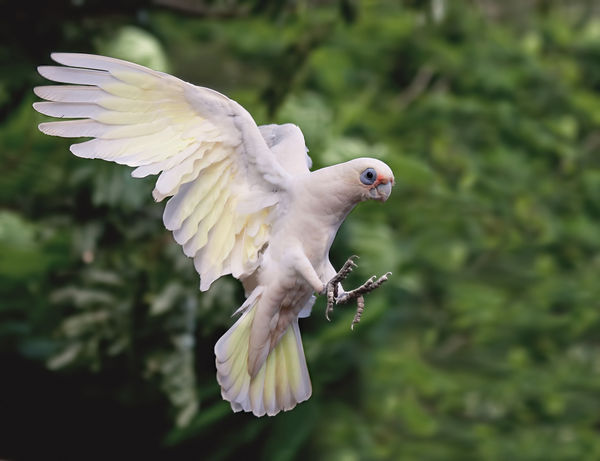 Another Little Corella...