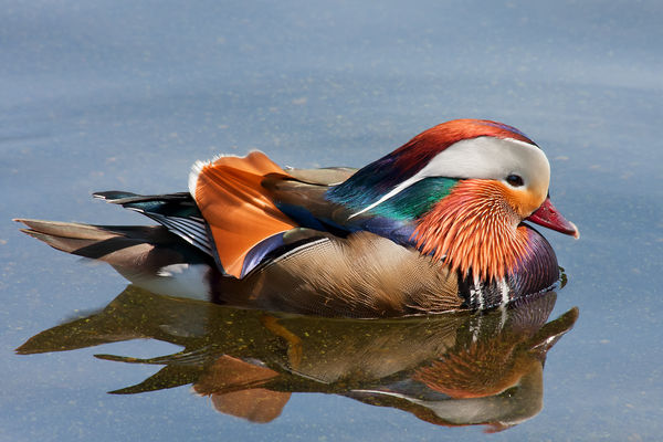 Mandarin Duck in the middle of London (holiday a c...