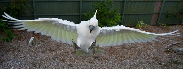 Sulpher Crested Cockatoo coming in for a landing...