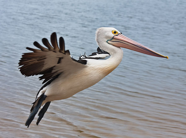 Pelican, looking graceful....