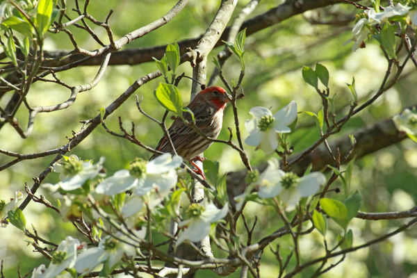 House Finch in blooming Dogwoods...