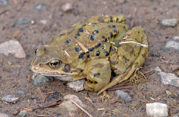 Common frog...