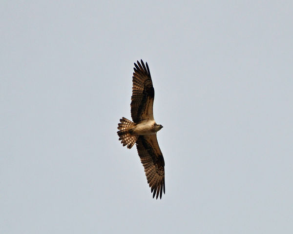 Osprey (Ospreys migrate down to Sub Saharan Africa...
