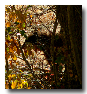 Bear behind a tree...
