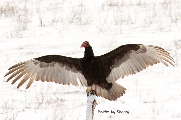 Turkey Vulture sunning itself. D7100 same lens...