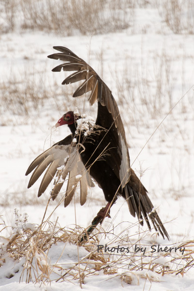 Turkey Vulture D7100 with the same 70-300mm lens...
