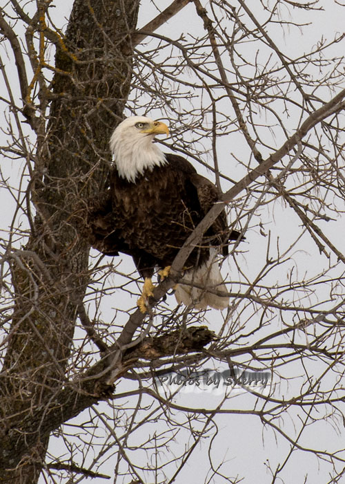 Adult Female Bald Eagle in Tree.Look how she holds...