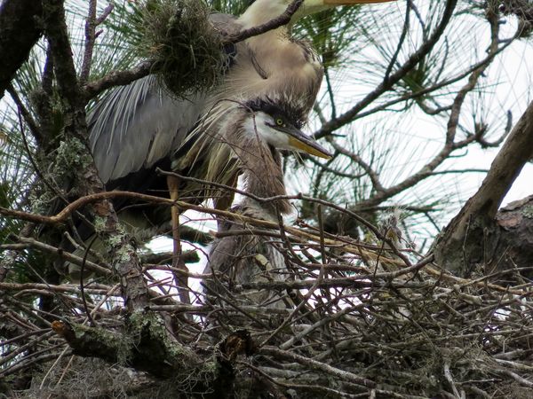 It's the Great Blue Heron with a nestling...