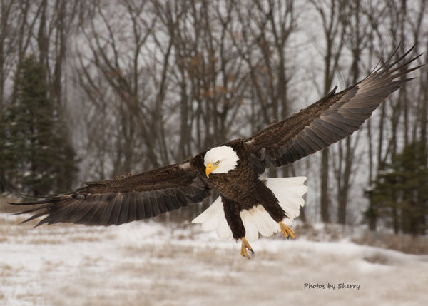 Adult Male Bald Eagle coming in.- D7100 with 70-30...