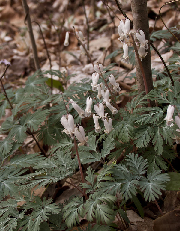 Squirrel Corn, Southern Indiana, April 10...