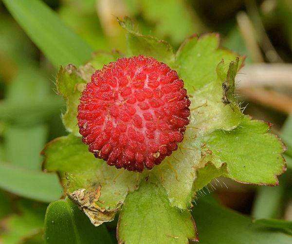 we call them wild strawberries 1/4"...