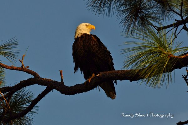 Nesting Eagle in Florida...