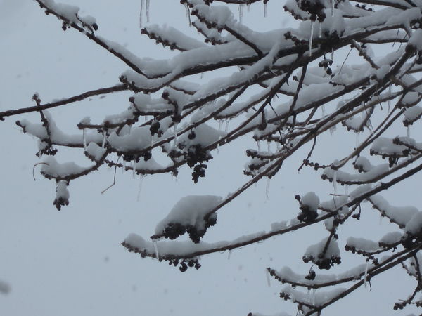 Snow on the branches...