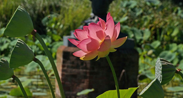 An outdoor pond flower...