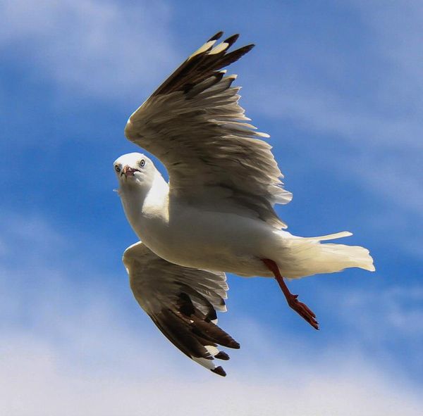 One legged seagull...