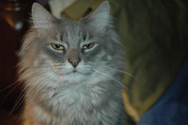 My Maine Coon Sabrina and her attitude look....