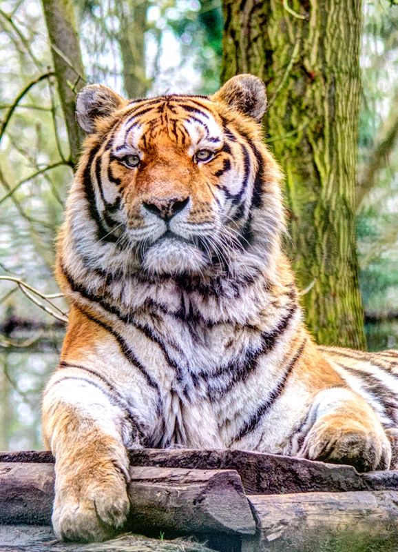 Tiger 01 in colour...