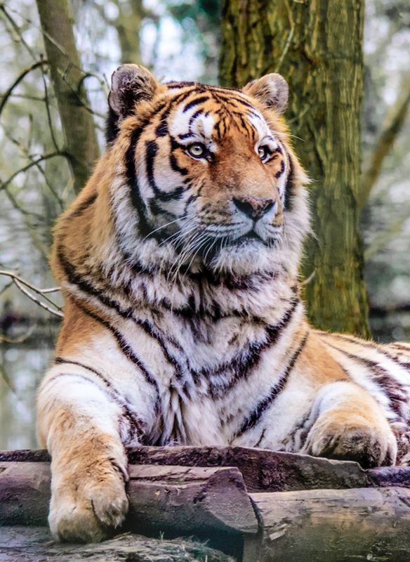 Tiger 02 in colour...