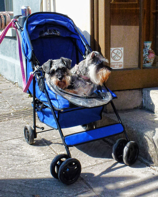 Dogs in a buggy...