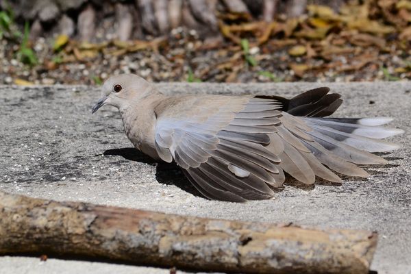 Eurasian Collared Dove sunning himself...