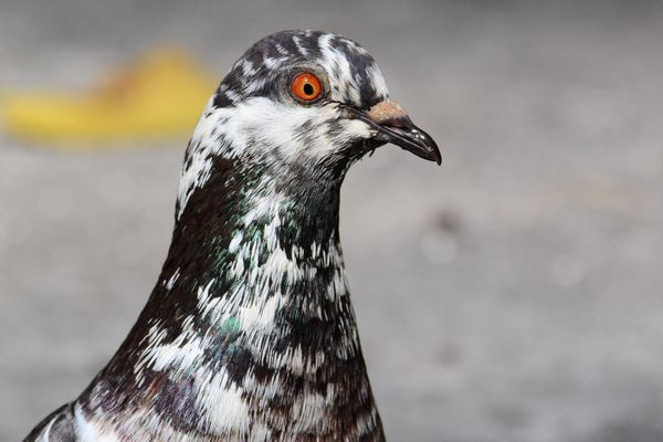 Favorite beautiful pigeon...
