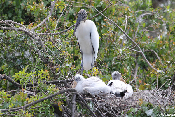 Woodstork and its nesting yougsters...
