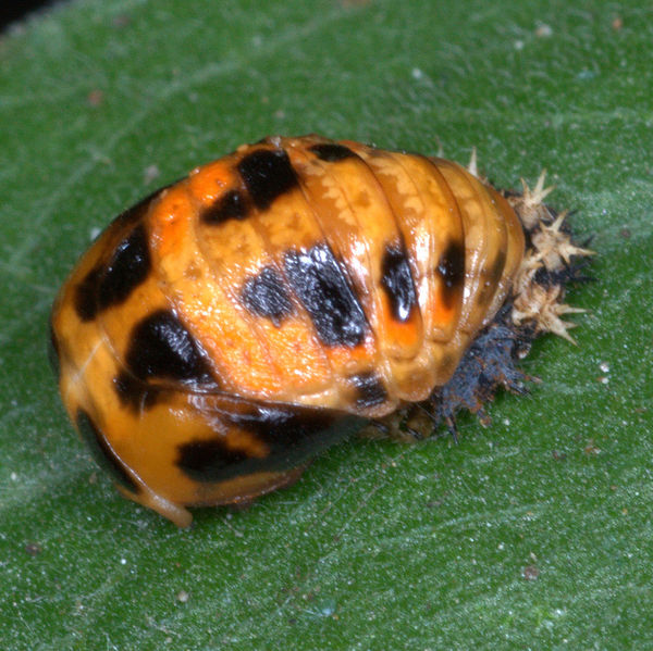Oriental Lady beetle pupa (note molted skin)...