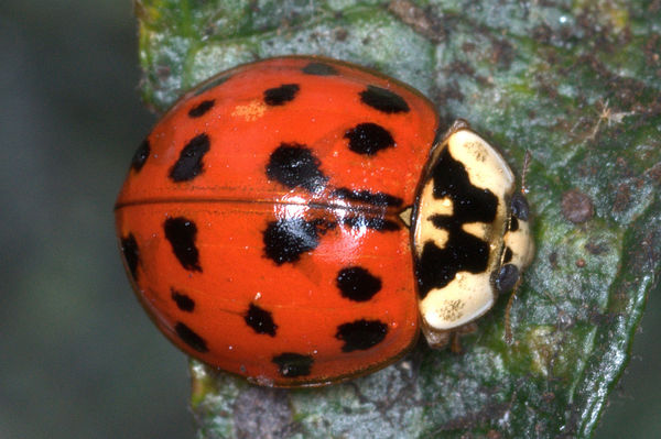 Mature Oriental Lady beetle (variation)...