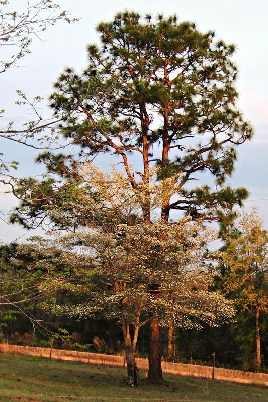 Dogwood tree in the evening sun...