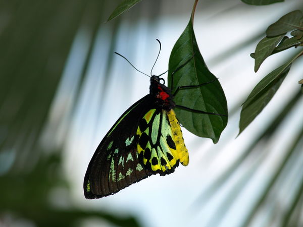 butterfly silhouette...