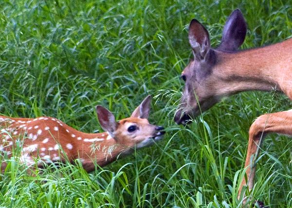 Doe and her Fawn...