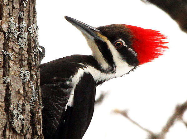 female pileated woodpecker...