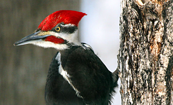 male pileated woodpecker...