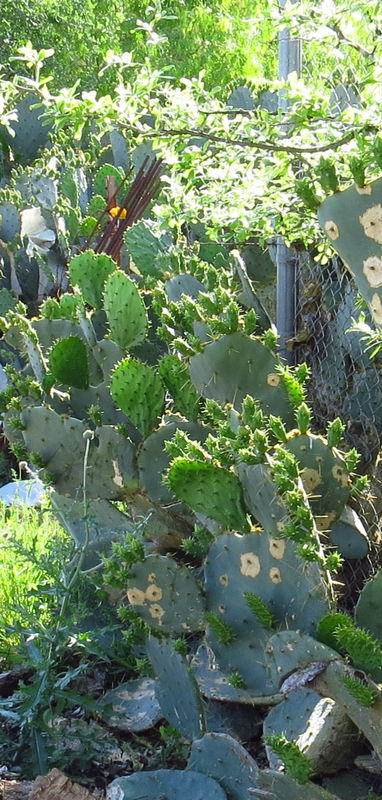 Cactus 2...