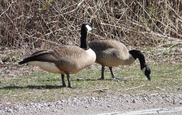 i came upon some Canada geese while leaving the pa...