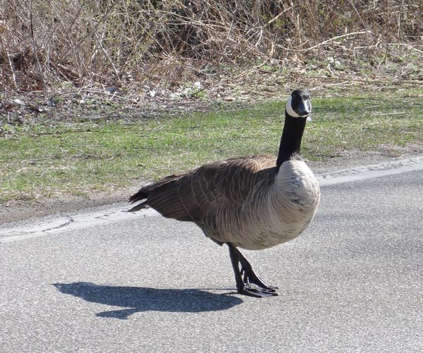 Goose in the road...taken from my car...