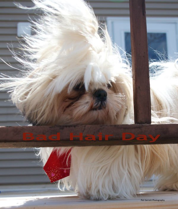 Bad Hair Day - just plain funny...